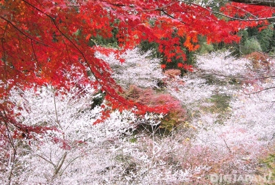 Nagoya - Gujo Hachiman - Shirakawa - Nagano - Núi Phú Sĩ - Tokyo
