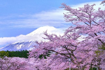 Hoa Anh Đào : Tokyo - Núi Phú Sĩ - Nagoya - Kyoto - Osaka