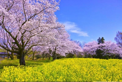 HOKKAIDO –– SAPPORO – OTARU – FURANO