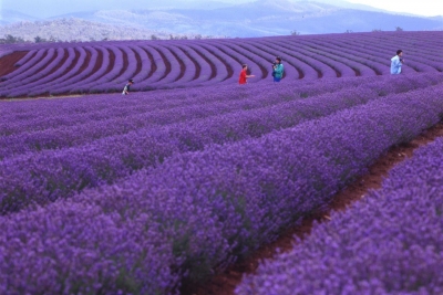 Khám Phá Đảo Tasmania