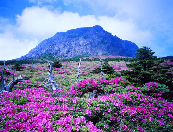kham pha dao jeju tho mong 04